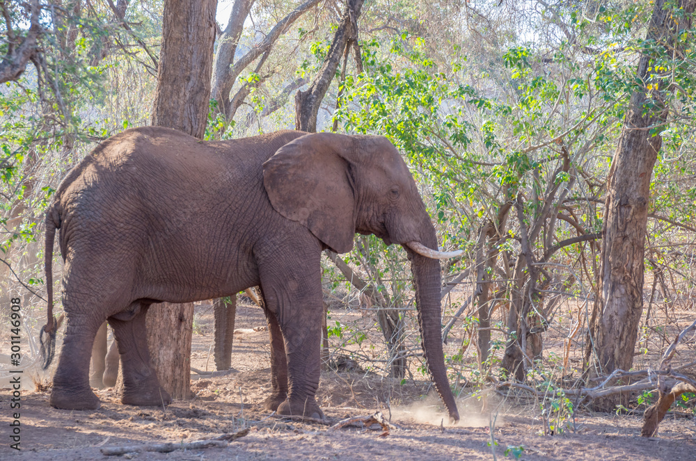 Fototapeta premium Game viewing in South Africa a large African elephant isolated in its natural habitat, image in horizontal format