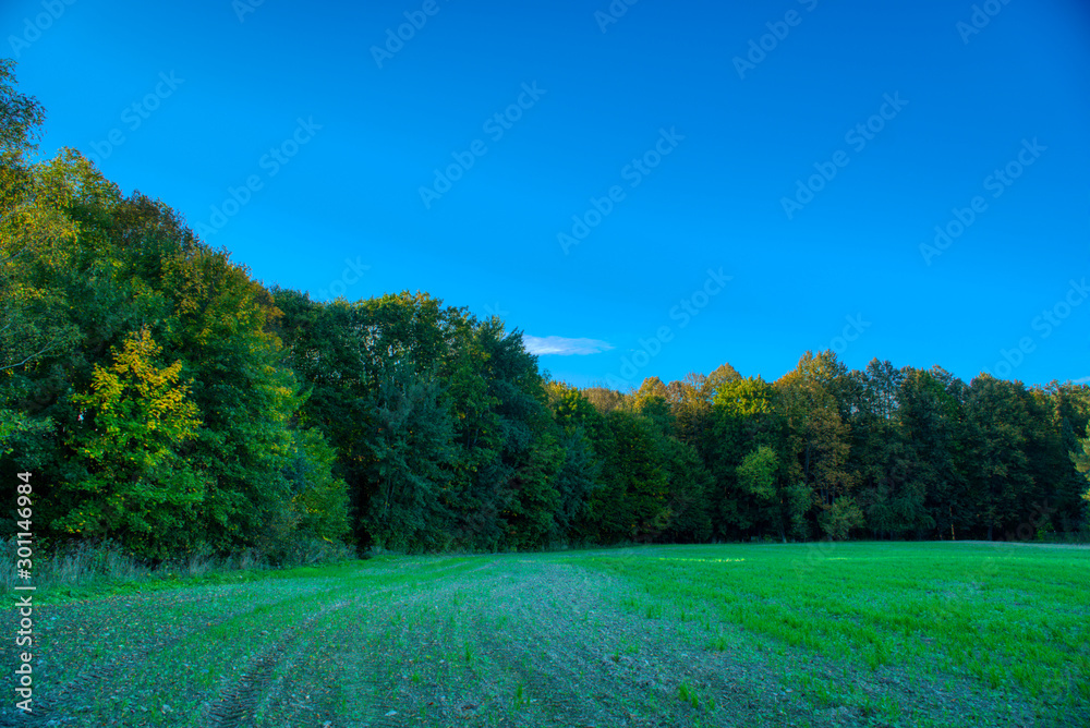 trees starting to fall in autumn colors