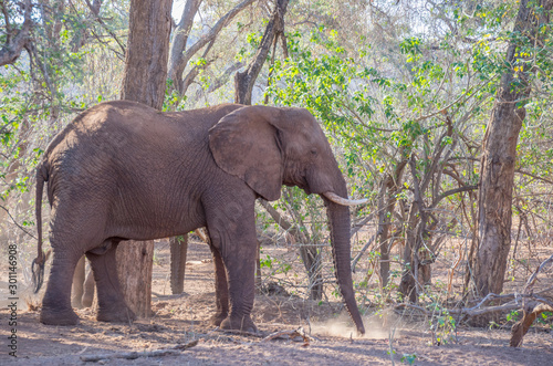 Game viewing in South Africa a large African elephant isolated in its natural habitat  image in horizontal format