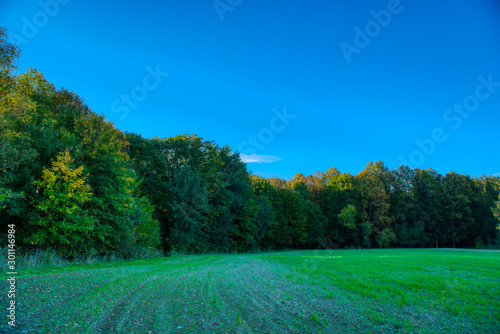 trees starting to fall in autumn colors