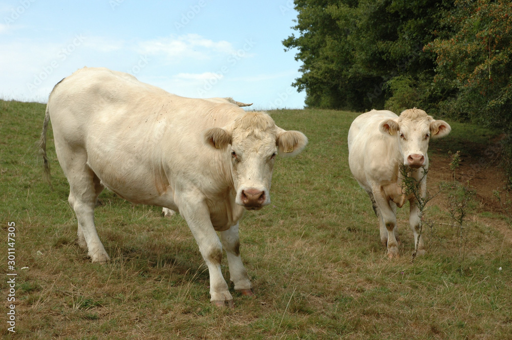 Vaches dans une prairies vertes Cows in a green meadow Vaches dans une prairies vertes Cows in a green meadow