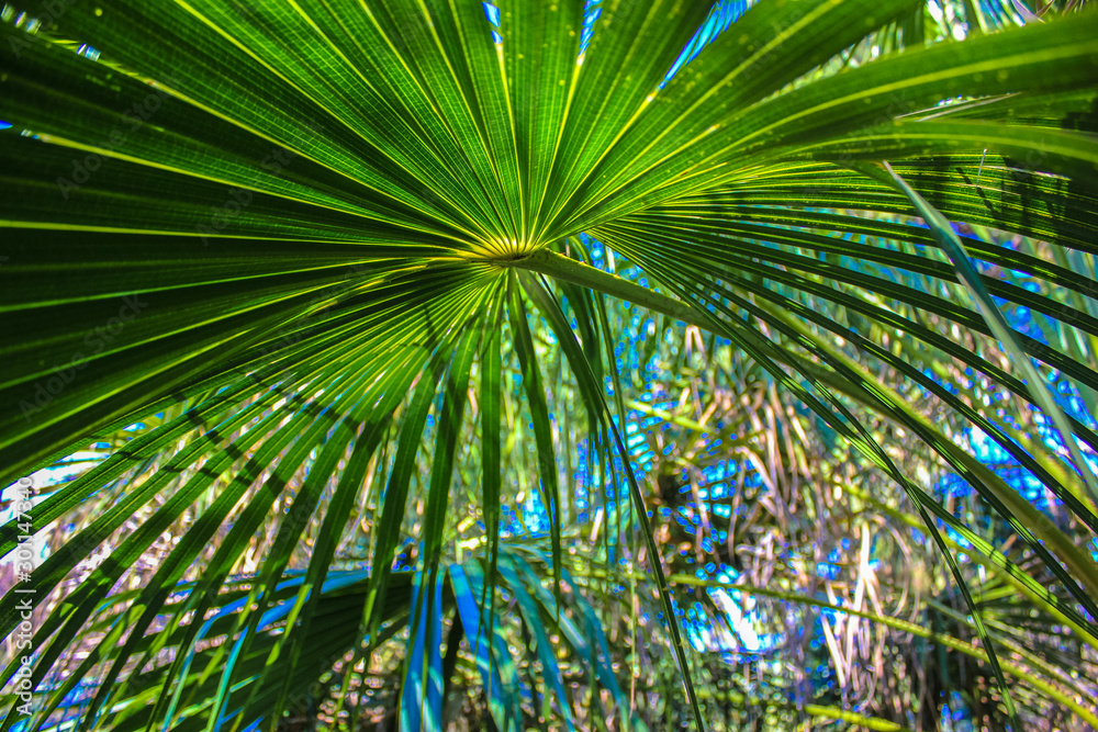 Fototapeta premium Palm branch, botanical garden
