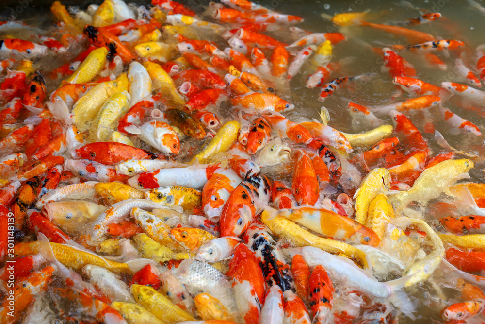 group carp fish in the water is beautiful group carp fish in the water is beautiful