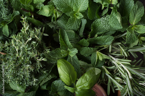 Tela Fresh herbs. Basil, rosemary, thyme, mint, dill.
