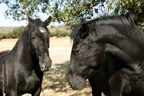 Pareja de caballos negros en el campo  en libertad 