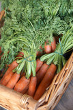 Freshly picked carrots in a rustic wicker basket