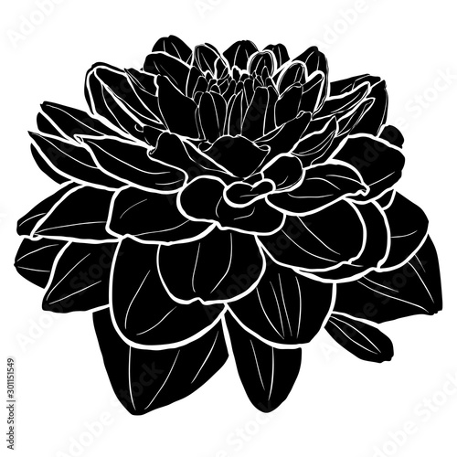 Black dahlia silhouette