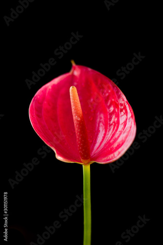 Red anthurium flower over a...