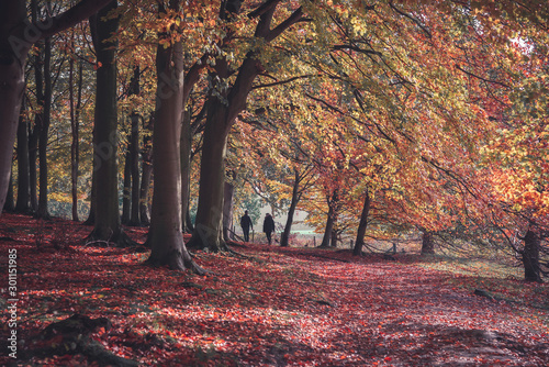 Blickling hall in the autumn time  photo