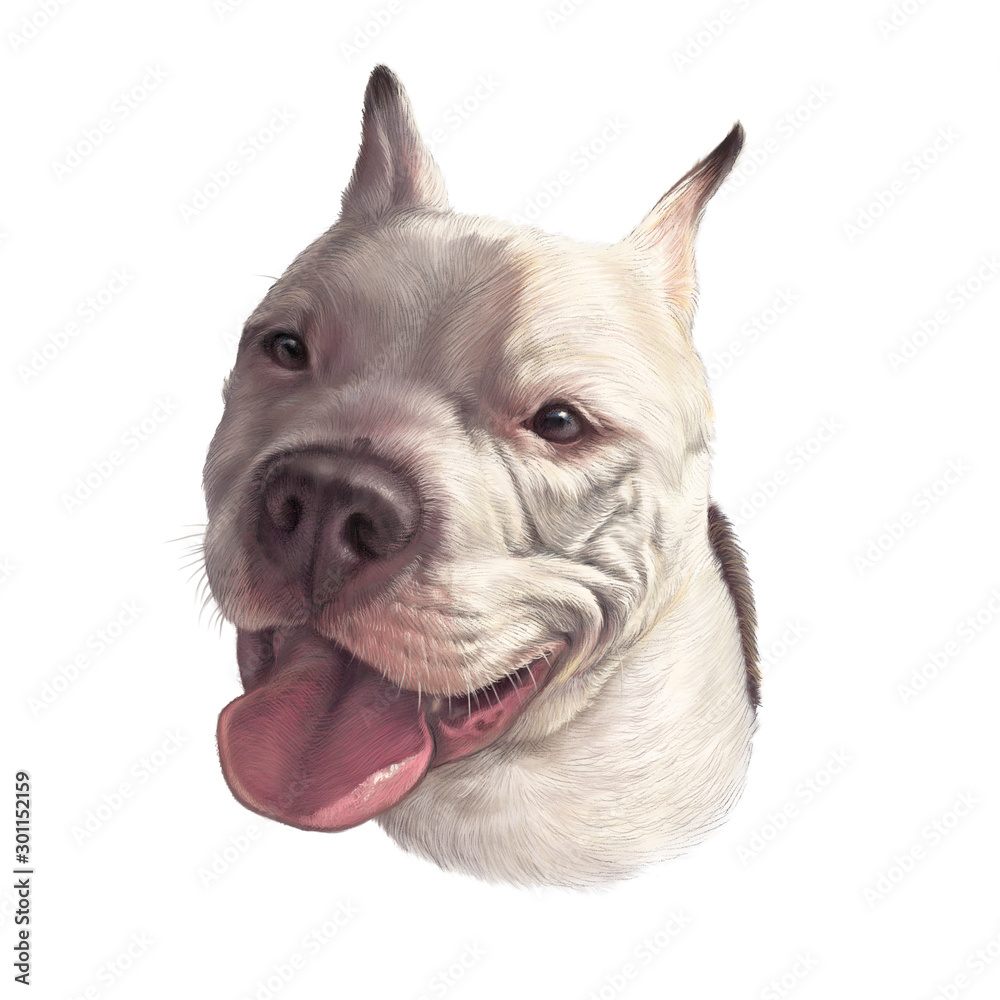 Illustration of a American Staffordshire Terrier dog smile. Realistic Portrait of Staffordshire Bull Terrier isolated on white background. Animal Art collection Dogs. Design template. Good for T shirt