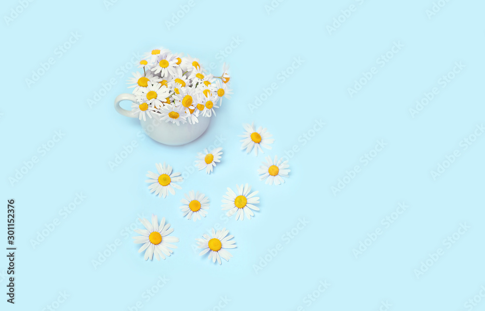 Fototapeta chamomile in Cup and daisy flowers on blue background. minimalism style. fresh chamomile flowers, tea concept, organic healthy beverage. copy space