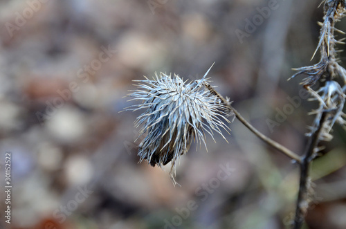 Thistle