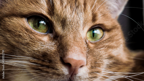 ginger cat eyes close-up