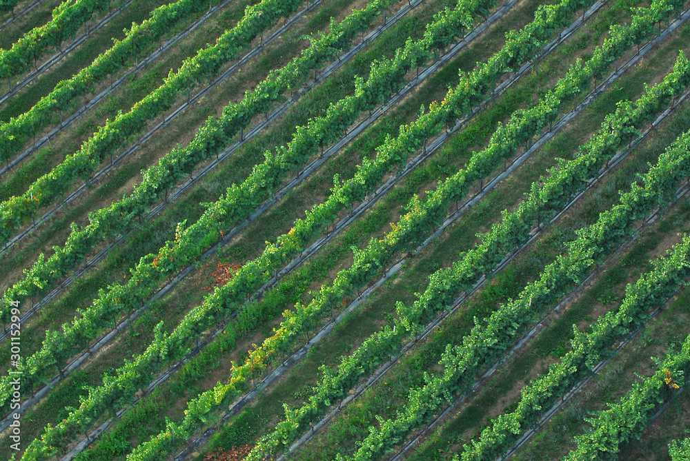 Aerial view of a vineyard ready for harvest