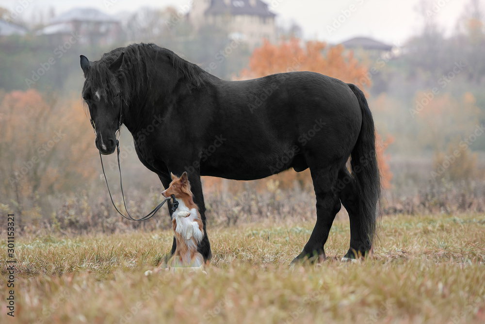 horse and dog