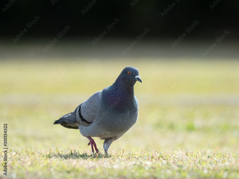 Obraz premium 草原のカワラバト