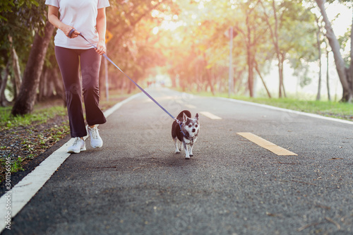 Woman walks with a Chihuahua in natural sunrise in the morning.