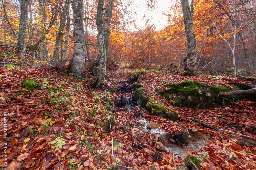 Stream running through the middle of a beech tree in Canseco, Leon Spain. The leaves cover the entire ground with its magnificent reddish color during the fall.
