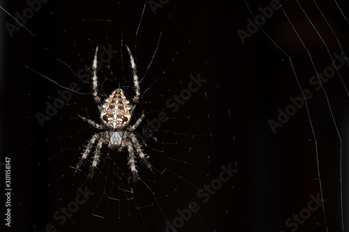 Cross spider close up top view
