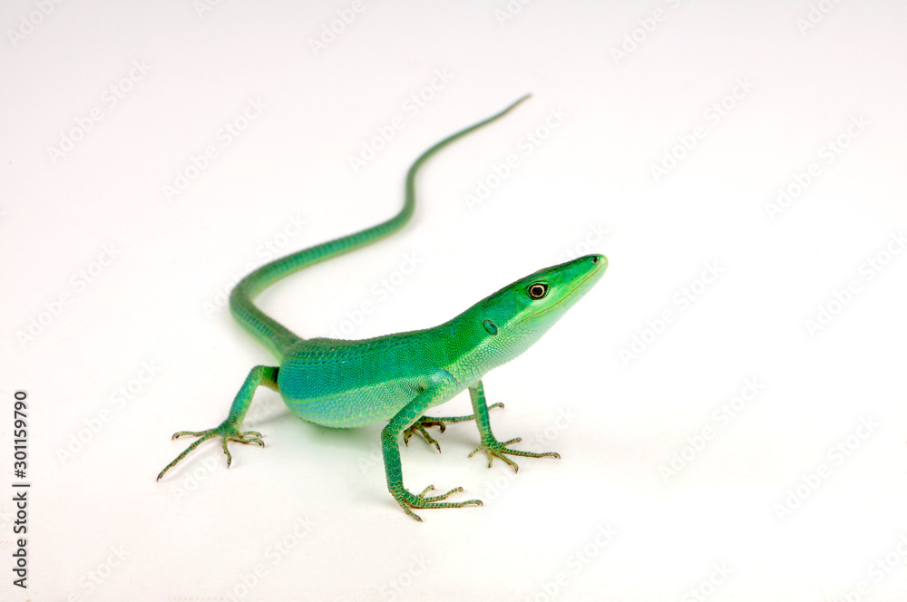 green grass lizard (Takydromus smaragdinus) - Smaragd