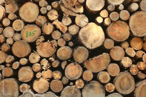 Tree logs 