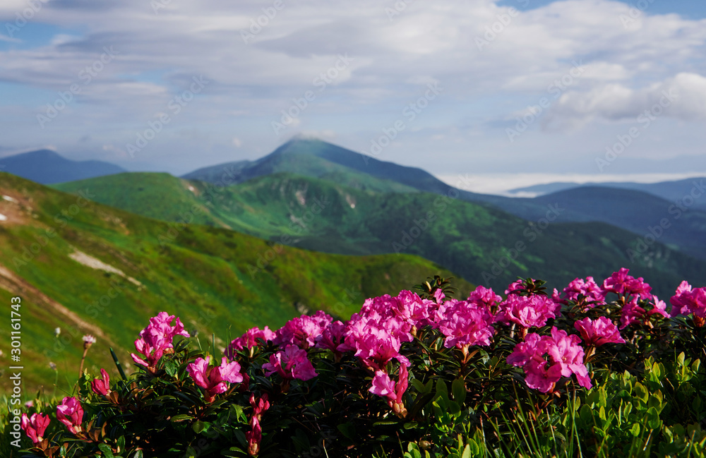 Sunlight on flowers and fields. Majestic Carpathian mountains. Beautiful landscape. Breathtaking view