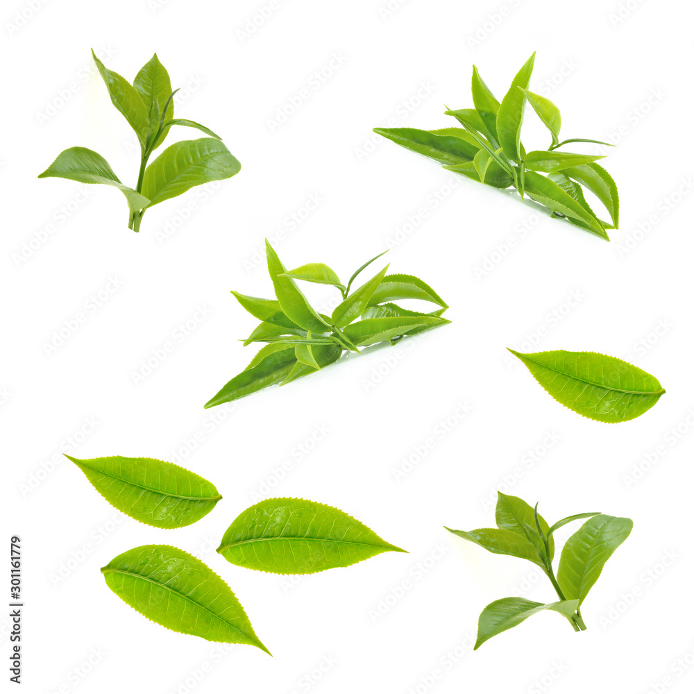 green tea leaf isolated on white background - obrazy, fototapety, plakaty 