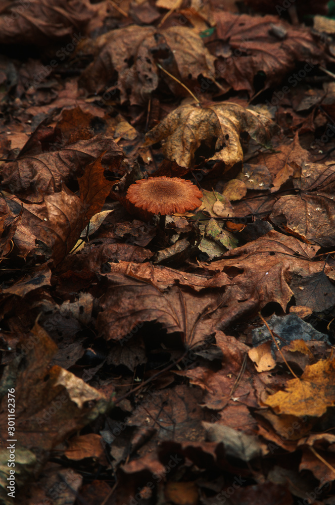 Toadstool mushroom with red hat closeup on the natural forest substrate background with fallen autumn leaves. Natural fall foliage on the ground in overcast day. Shallow depth, vertical image Toadstool mushroom with red hat closeup on the natural forest substrate background with fallen autumn leaves. Natural fall foliage on the ground in overcast day. Shallow depth, vertical image