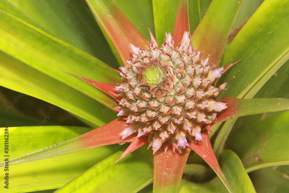 Details of Nature
