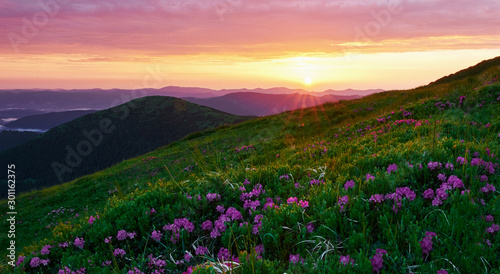 Bloom period. Majestic Carpathian mountains. Beautiful landscape. Breathtaking view