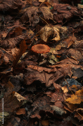 Toadstool mushroom with red hat closeup on the natural forest substrate background with fallen autumn leaves. Natural fall foliage on the ground in overcast day. Shallow depth, vertical image