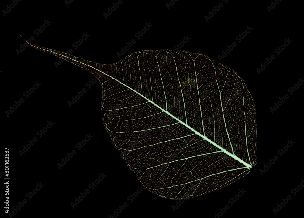 Details of Nature
