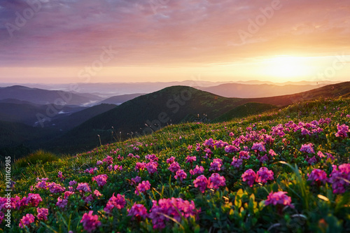 Bright pink and green meadow. Majestic Carpathian mountains. Beautiful landscape. Breathtaking view