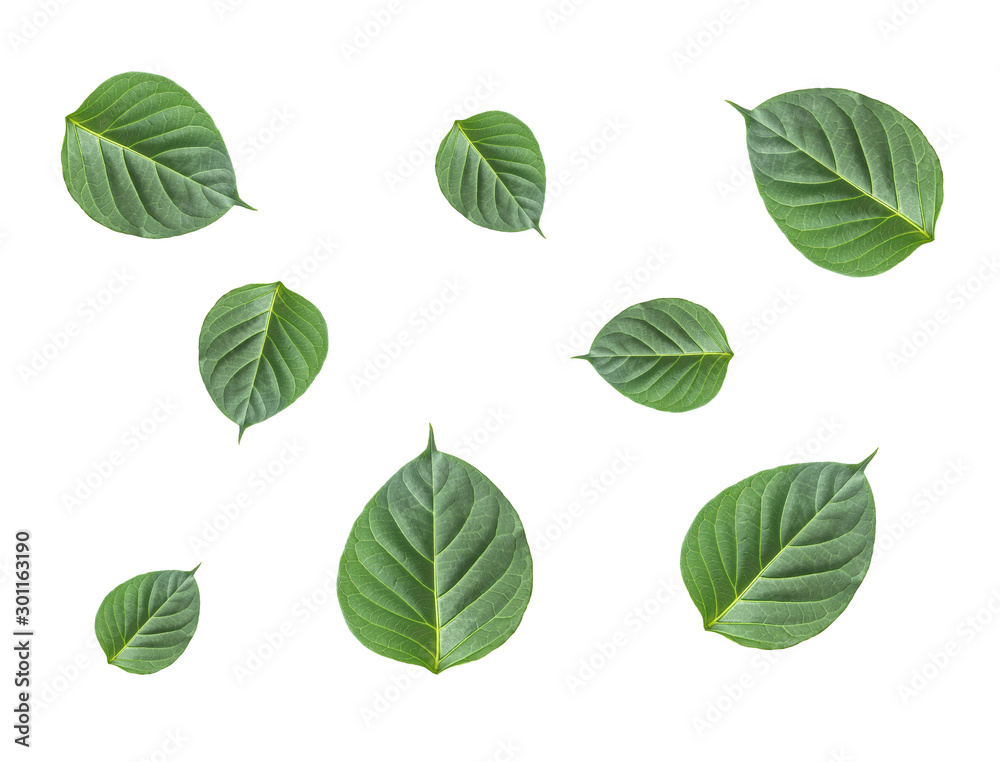 group of fresh front  side of green herbal leaves on white background