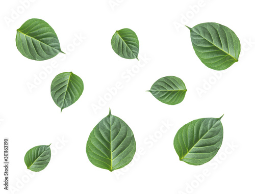 group of fresh front side of green herbal leaves on white background