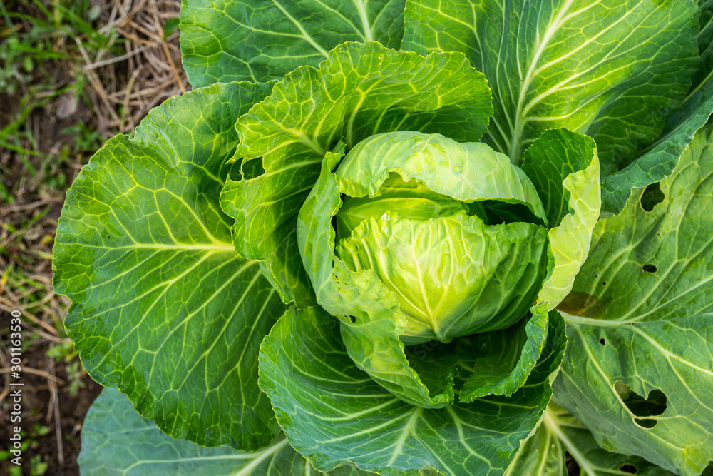 Green cabbage head in the garden Green cabbage head in the garden