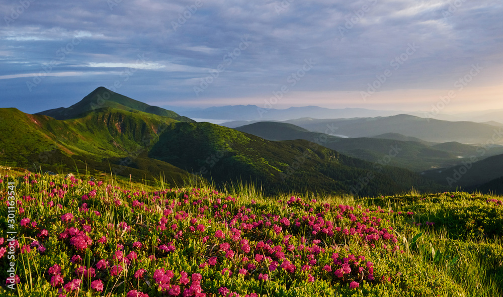 Mountains covered with flowers. Majestic Carpathians. Beautiful landscape. Breathtaking view