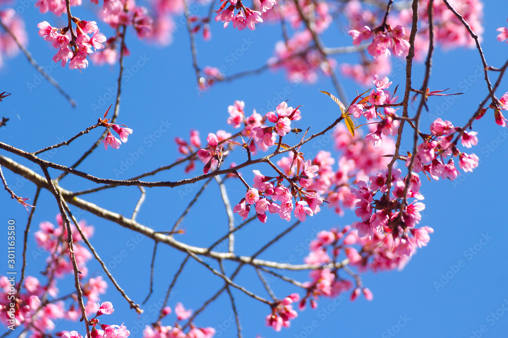 Wild Himalayan Cherry flowers or Sakura across blue sky Wild Himalayan Cherry flowers or Sakura across blue sky
