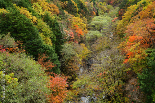 川俣川渓谷の紅葉