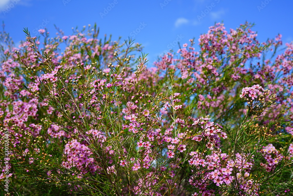 Pink waxflowers (Chamelaucium) growing on a shrub Pink waxflowers (Chamelaucium) growing on a shrub