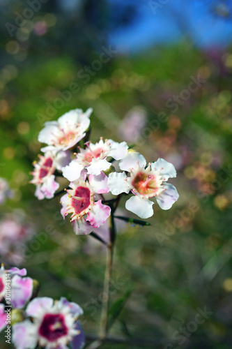 Pink waxflowers (Chamelaucium) growing on a shrub © eqroy