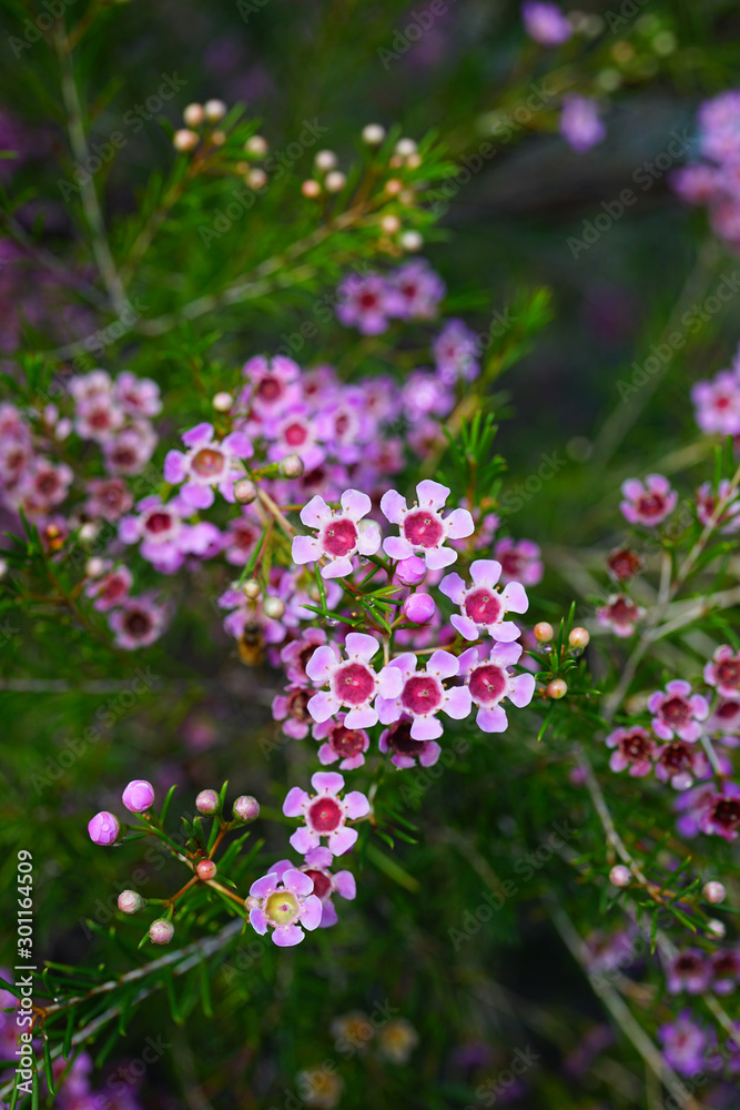 Pink waxflowers (Chamelaucium) growing on a shrub Pink waxflowers (Chamelaucium) growing on a shrub