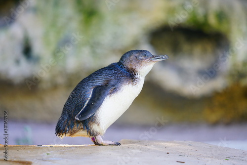 View of a little penguin (eudyptula minor) in Perth, Western Australia photo