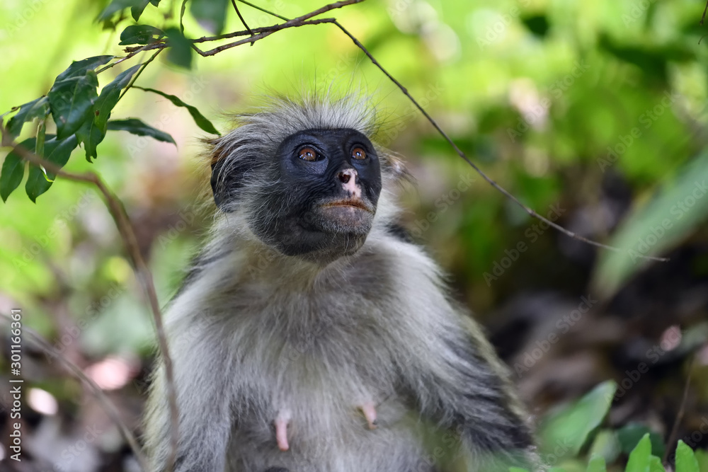 Zanzibar red colobus in Jozani forest. Tanzania, Africa