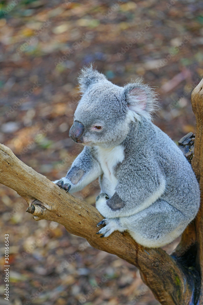 Obraz premium A koala on a eucalyptus gum tree in Australia