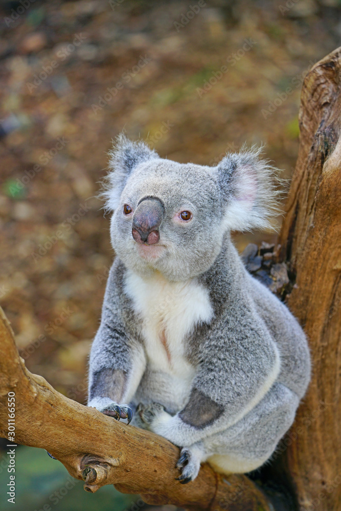 Fototapeta premium A koala on a eucalyptus gum tree in Australia