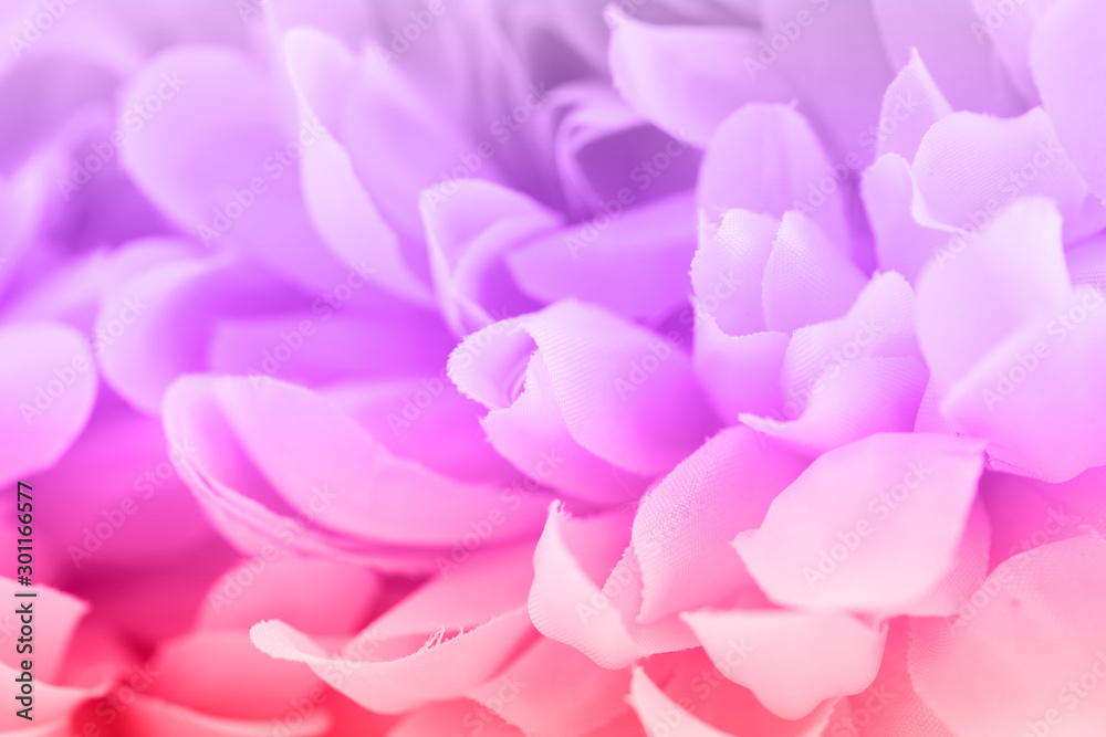 Beautiful purple and pink flowers made with color filters, soft color and blur style for background