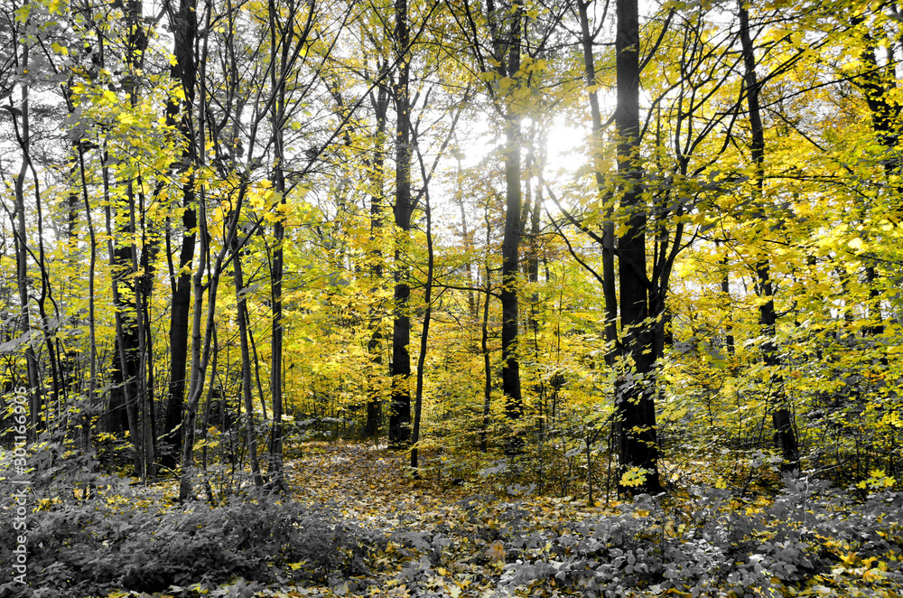 Fototapeta premium Wald gelb