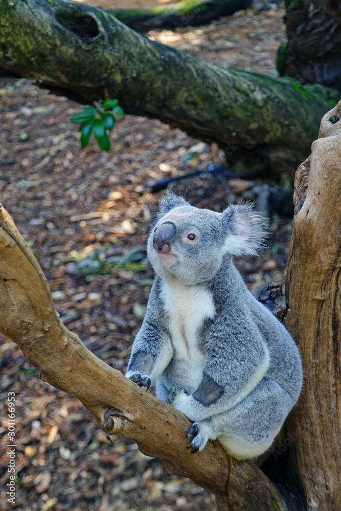 Fototapeta premium A koala on a eucalyptus gum tree in Australia