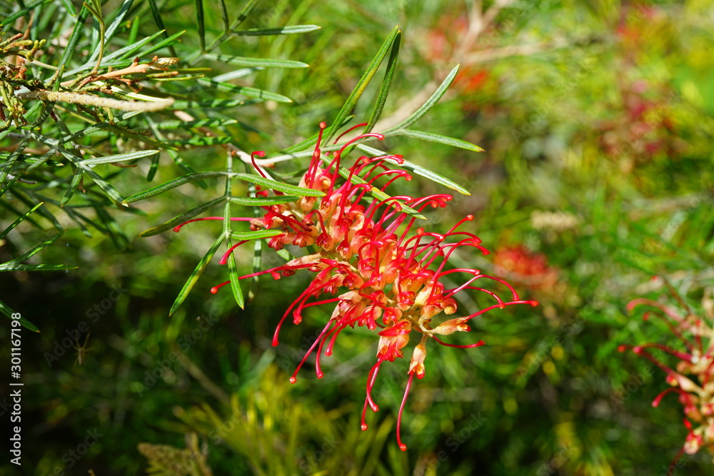 Orange brush flowers of grevillea (spider flower, silky oak, toothbrush plant) on a shrub in Australia Orange brush flowers of grevillea (spider flower, silky oak, toothbrush plant) on a shrub in Australia